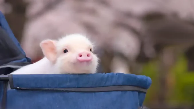 Mini cerdos, la mascota de moda en Japón