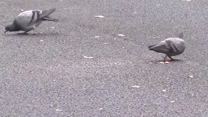 Palomas