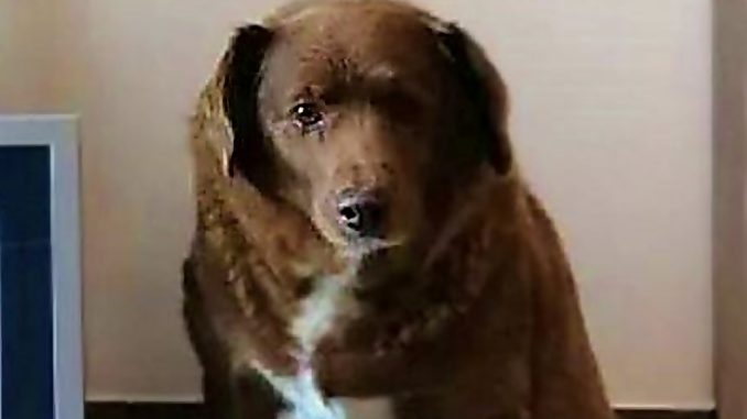 Bobby-el-perro-mas-viejo-del-mundo-678x381