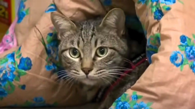 Mascotas en los centros de evacuación (Asahi TV)