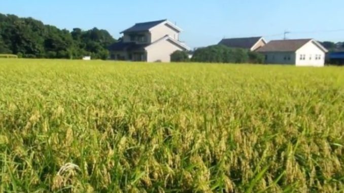 Campo