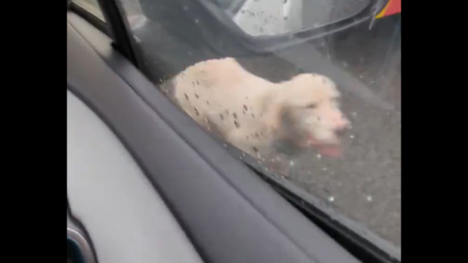 Perro en la autopista