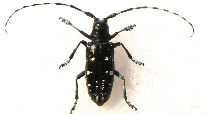 Anoplophora glabripennis