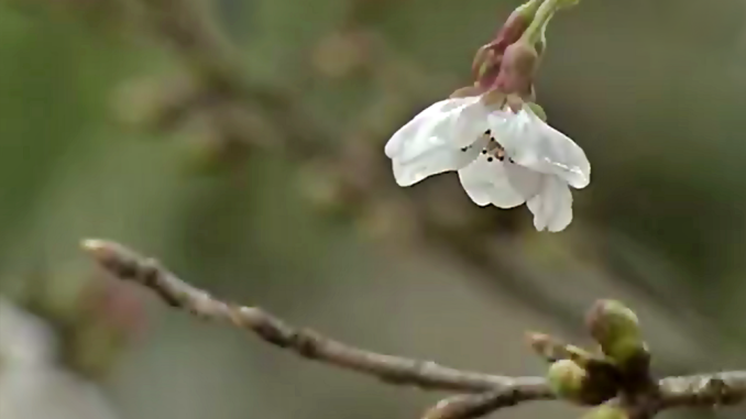 La temporada nacional de floración de sakura empieza en Kochi