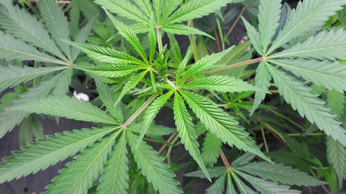 Planta de marihuana