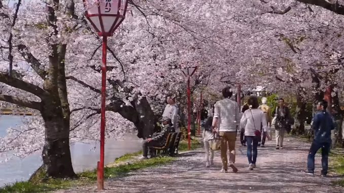 Sakura