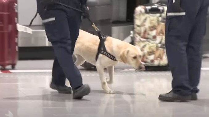 Perro