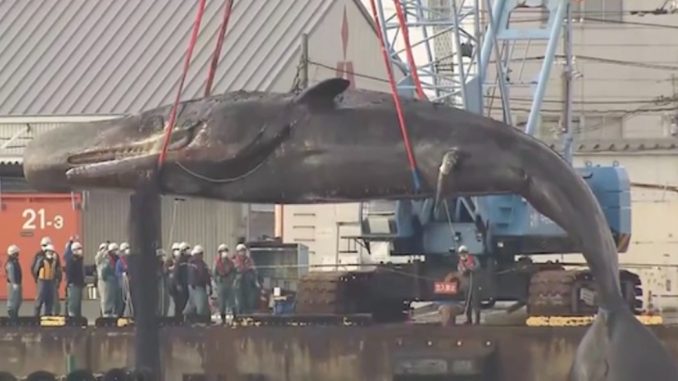 Ballena
