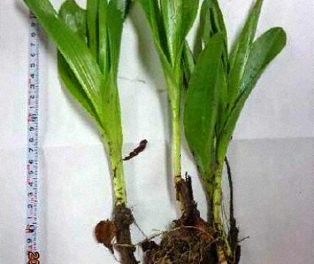 Planta venenosa