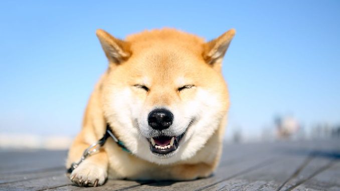 Shiba Inu