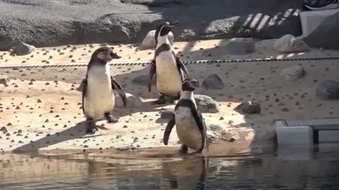 Zoo Tennoji