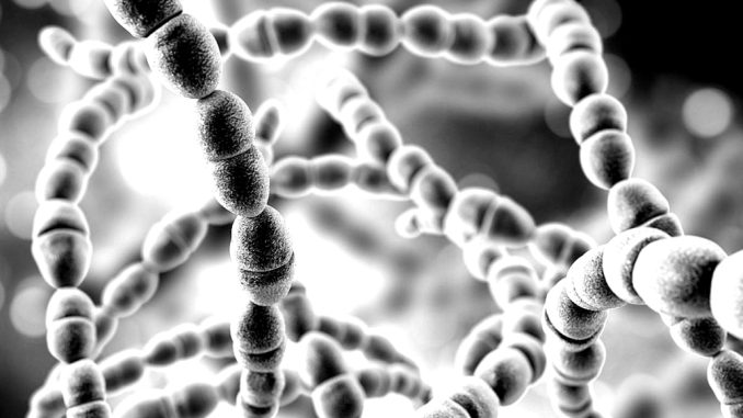 Bacteria carnivora