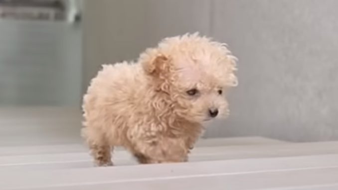 Perro