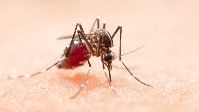 Mosquito dengue