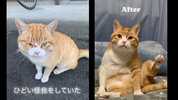 Toramaru-kun