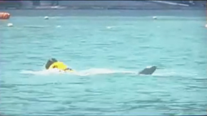 Ataque de delfin (FukuiTV)