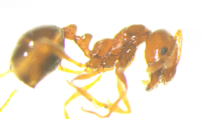 Solenopsis invicta