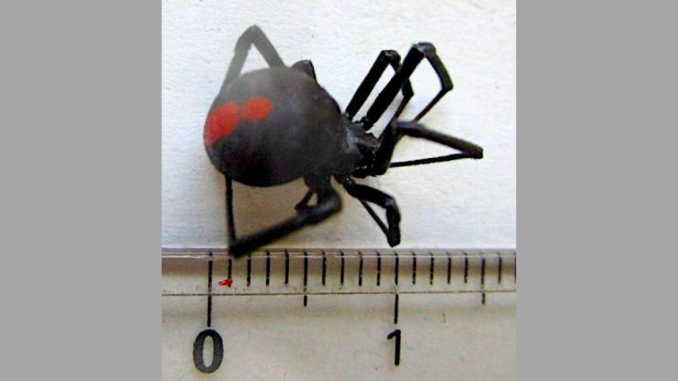 Araña de espalda roja hallada en la Escuela Primaria Nonohama en Hiroshima (HOME)