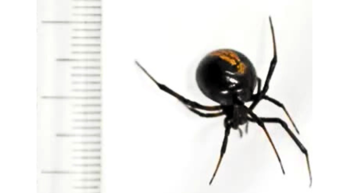 Araña viuda negra de espalda roja