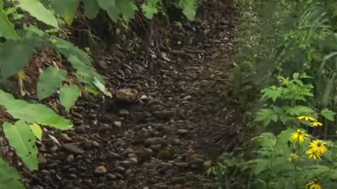 El río Jinja no Sawagawa, en Hokkaido, se encuentra seco, evidenciando la falta de agua en el área afectada (HBC)