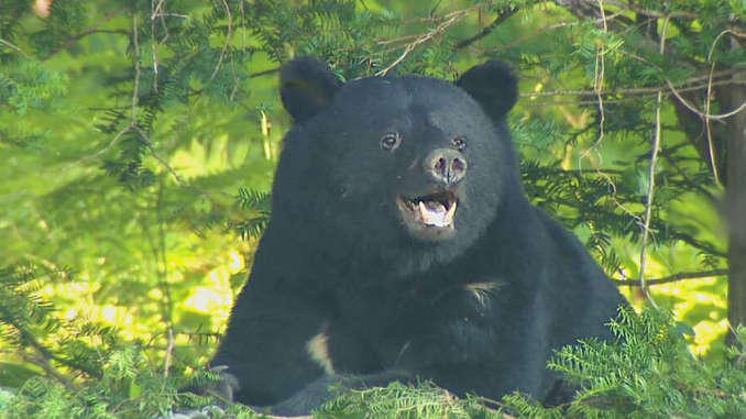 Oso en el bosque de Nagano (NBS)