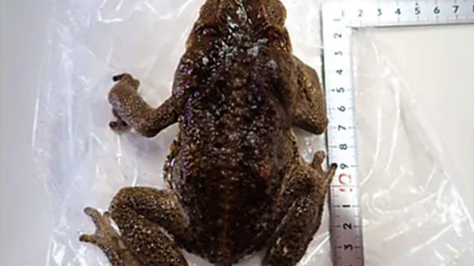 Venenoso sapo de caña en Okinawa