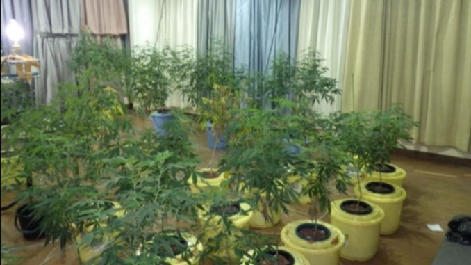 Plantas de cannabis halladas en un hotel de Fukuoka (imagen de la Policía de Fukuoka)