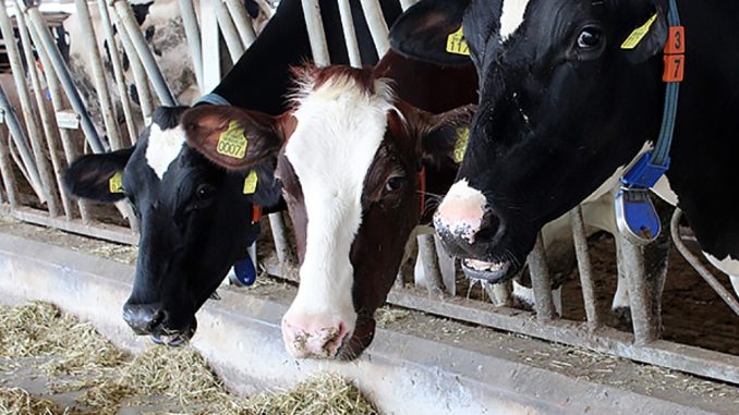 Vacas lecheras en Japón