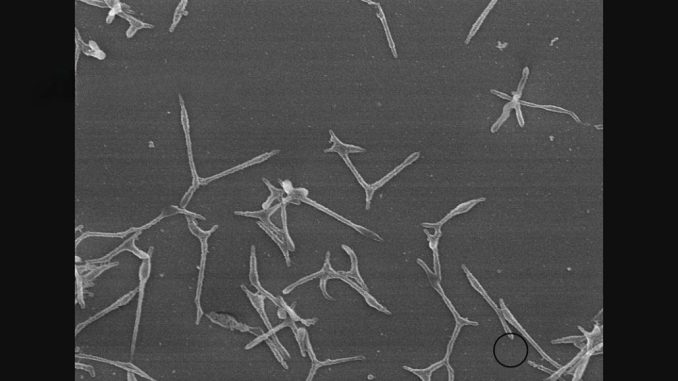 Virus del micoplasma en Japón