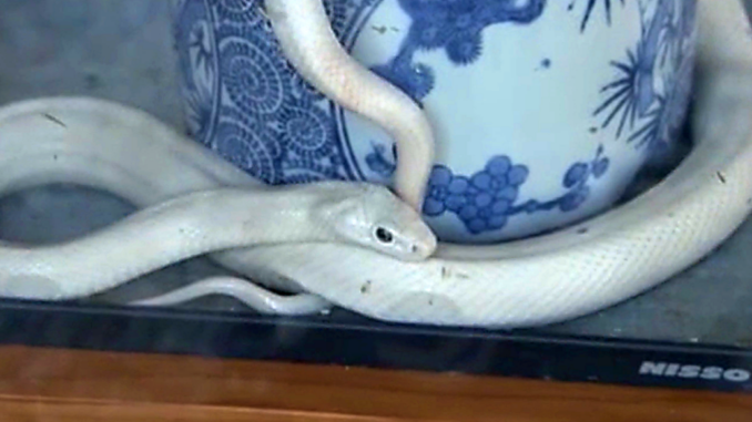 La madre de las crías de serpiente en el templo de Fukuoka