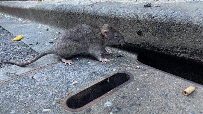Rata en la ciudad (imagen referencial)