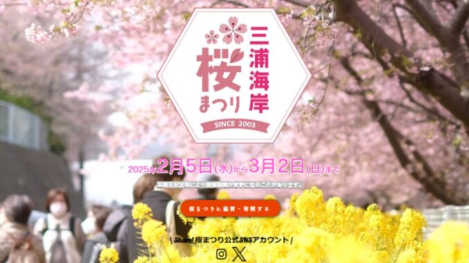 Festival de Sakura de Miura Kaigan en Kanagawa