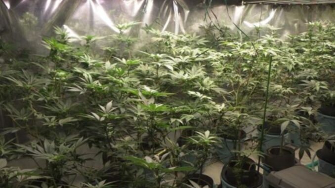 Lugar del cultivo de las plantas de marihuana ( Policía de la prefectura de Hyogo)