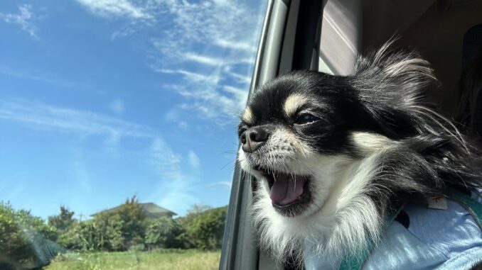 Mascota viajando