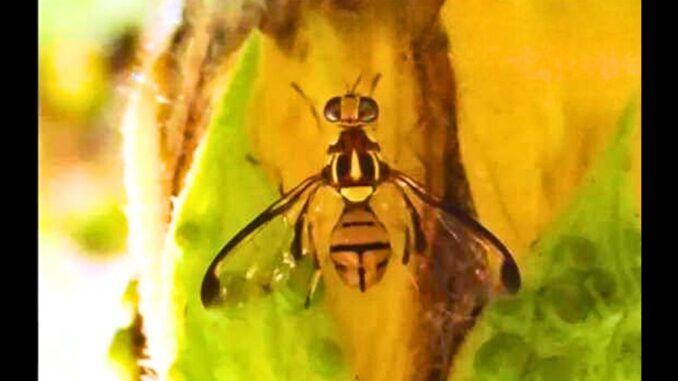 Mosca de la fruta Bactrocera facialis (Oficina de Agricultura, Silvicultura y Pesca de Okinawa)