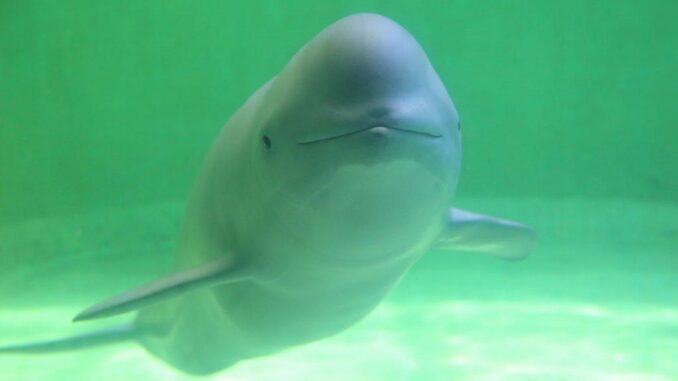 Rin, la primera delfín de río criada artificialmente en Japón, en el acuario de Toba.