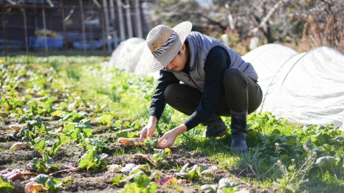 Un hombre hace trabajo agrícola en Japón (Foto Shirotaku)