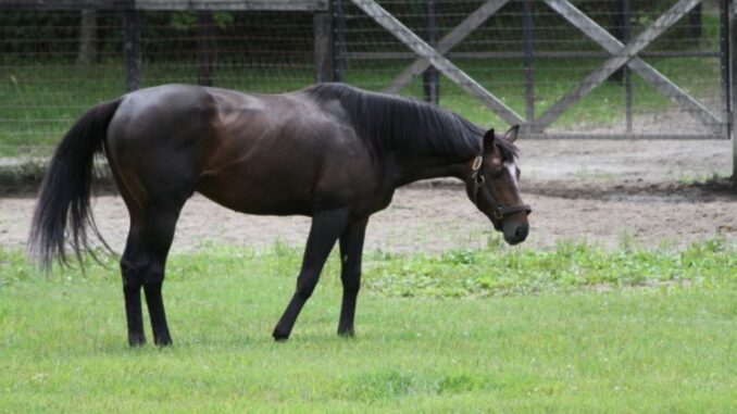 Caballo (imagen referencial)