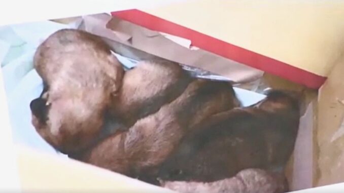 Cinco cachorros recién rescatados, abandonados en un aparcamiento en Nagoya.