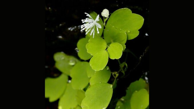 Ejemplar de Yanbaru-Karamatsu, la nueva especie endémica descubierta en los bosques del norte de Okinawa. (Okinawa Churashima Foundation)