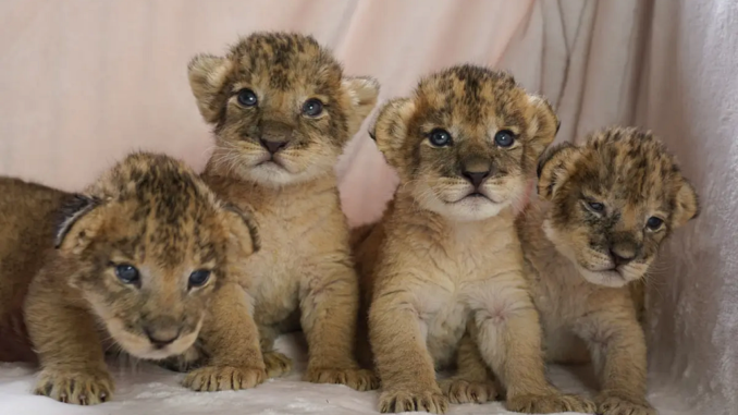 Fuji Safari Park exhibe a cuatro cachorros de león