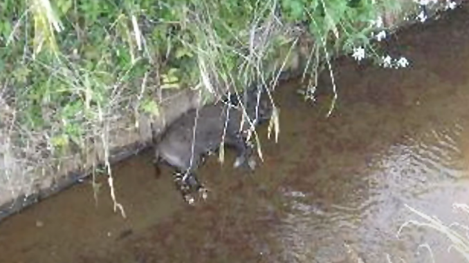 Jabalí salvaje con fiebre porcina hallado muerto en un canal de la ciudad (NNN)