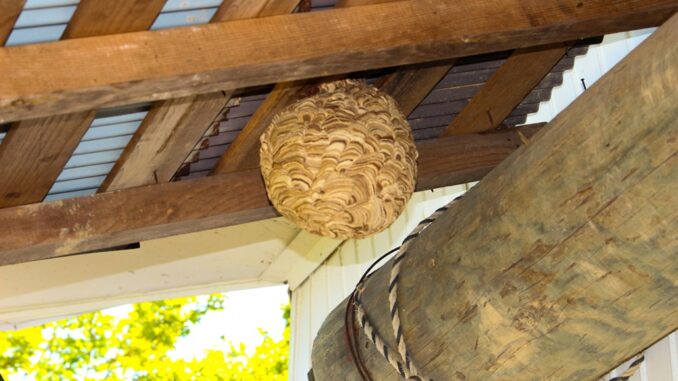 Nido de avispas en una vivienda, imagen referencial.