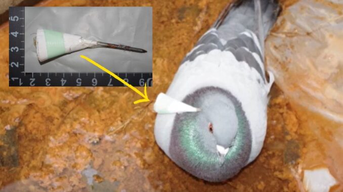 Paloma herida con un clavo en el cuello en Bihoro, Hokkaido. (HTB)