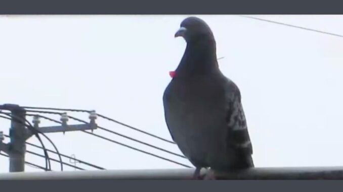 Paloma herida por una cerbatana en Asahikawa, Hokkaido. (UHB)