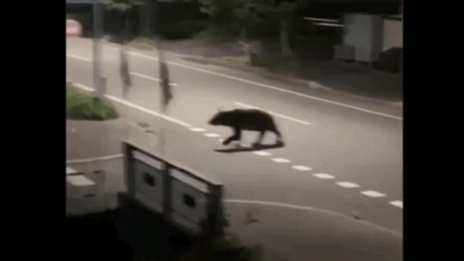 Imagen del oso antes de ser eliminado esta madrugada en Hokkaido