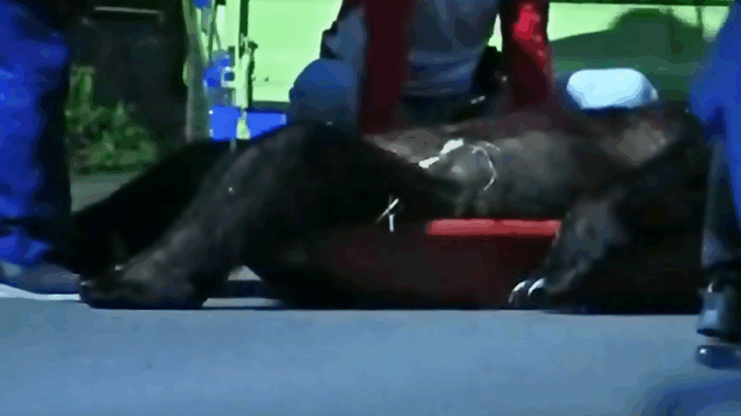 Un oso pardo fue abatido esta mañana en área urbana en Hokkaido