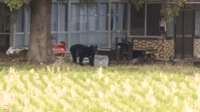 El oso apareció cuando la policía hacía las diligencias en la casa de la víctima